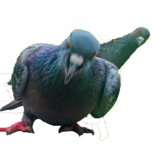 animal bird pigeon