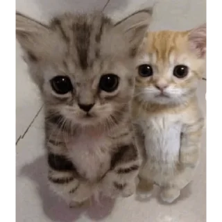 Стикер какаха - 1