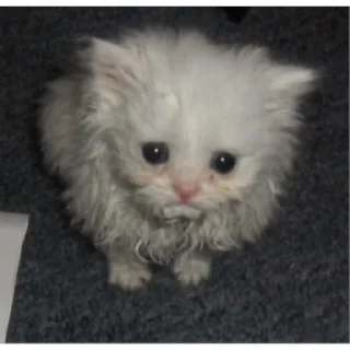 Стикер какаха - 5