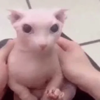 Стикер какаха - 10