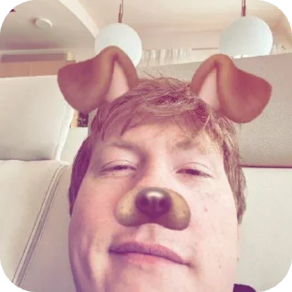 Sticker стая собачек от аниси🌹 - 0