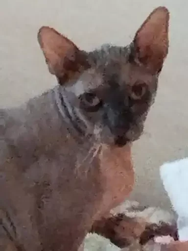 Стикер kaktypo - 1