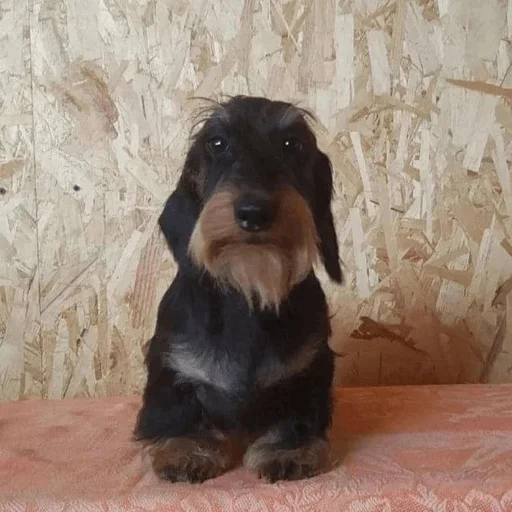 Young OG Vladimir Kalantayr - 