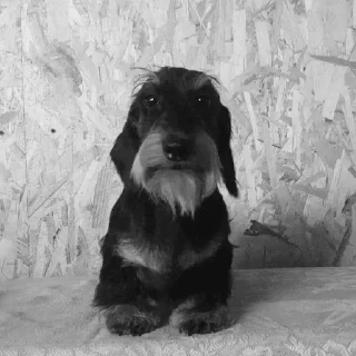 Стикер Young OG Vladimir Kalantayr - 3