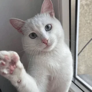 Стикер Young OG Vladimir Kalantayr - 9