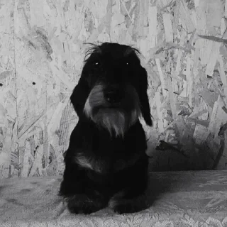 Стикер Young OG Vladimir Kalantayr - 2