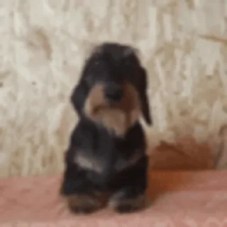 Стикер Young OG Vladimir Kalantayr - 4