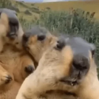 Стикер Young OG Vladimir Kalantayr - 7