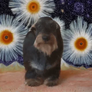 Стикер Young OG Vladimir Kalantayr - 5