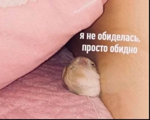 животное млекопитающее мышь