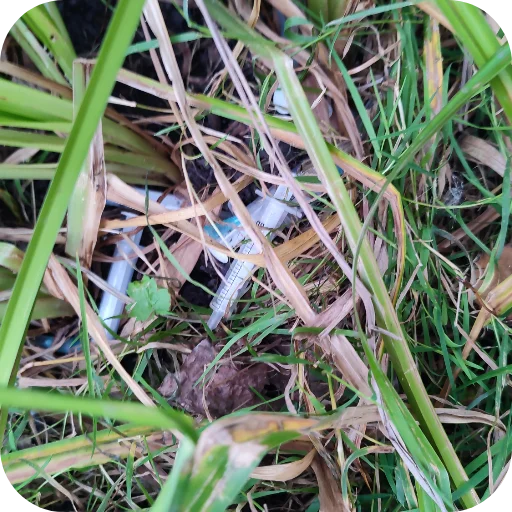 outdoor invertebrate insect