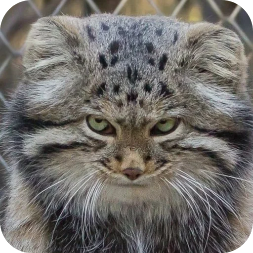 Sticker kalyvan845 - 1