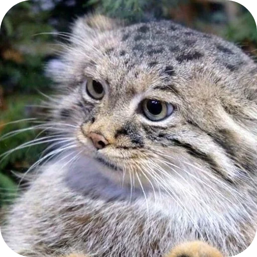 Sticker kalyvan845 - 1