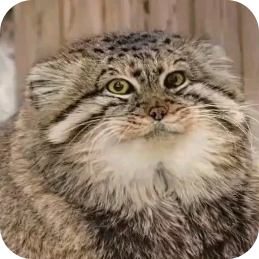 Sticker kalyvan845 - 1