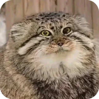 Стикер ебнутый калыван пон чечетка отвертка зубочистка - 3