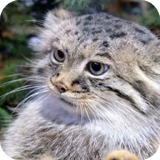 Стикер ебнутый калыван пон чечетка отвертка зубочистка - 9