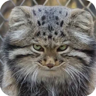 Стикер ебнутый калыван пон чечетка отвертка зубочистка - 10