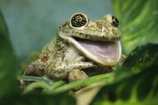 frog animal amphibian