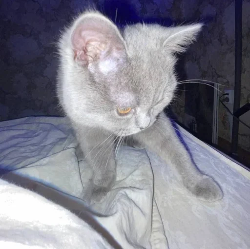 кошка кошки малого и среднего размера домашняя кошка