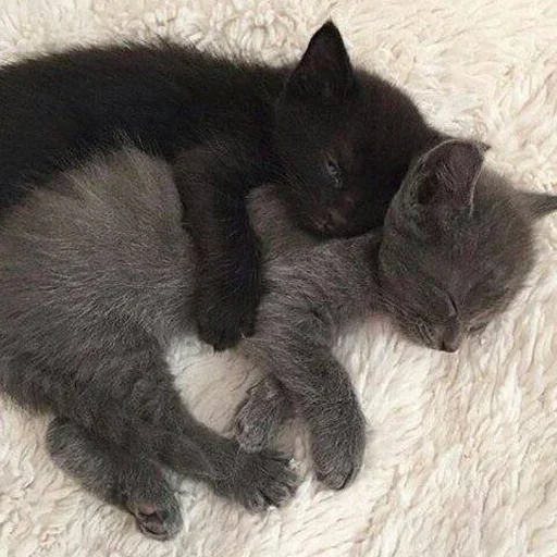 животное млекопитающее кошки малого и среднего размера