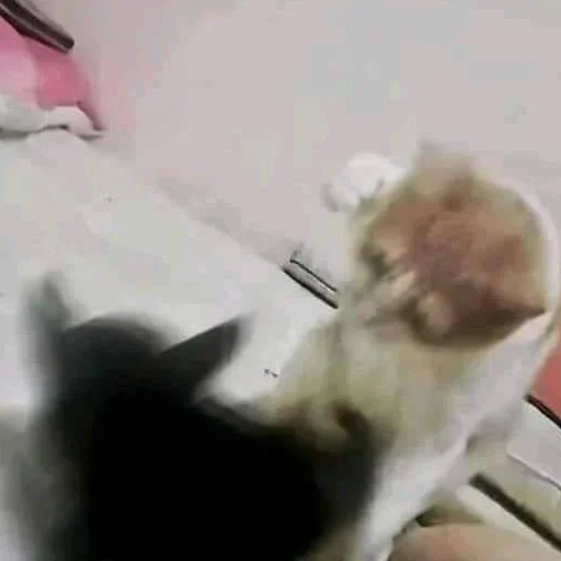 комнатный млекопитающее кошки малого и среднего размера