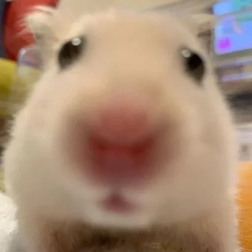 животное млекопитающее комнатный