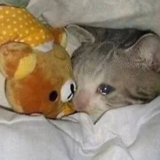 комнатный животное млекопитающее