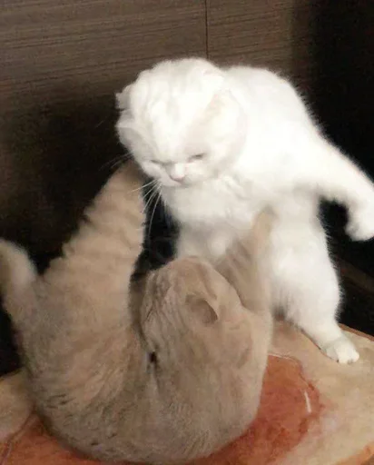 млекопитающее животное кошки малого и среднего размера