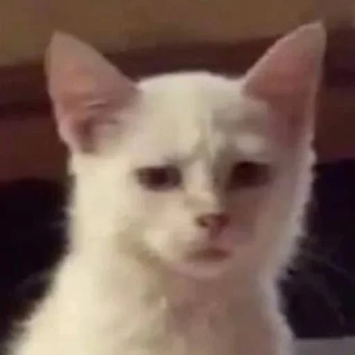 млекопитающее животное кошка