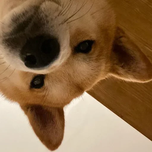 животное млекопитающее кошка