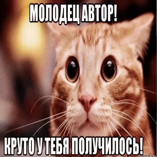 животное млекопитающее кошка