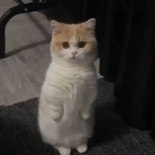 домашняя кошка кошка млекопитающее