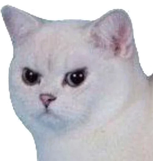 Kang pack by @efremenkova - 