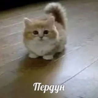 Sticker Полит-нейтральный пак бай @the8055u - 1