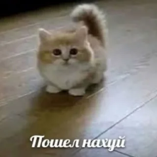 Sticker Полит-нейтральный пак бай @the8055u - 11