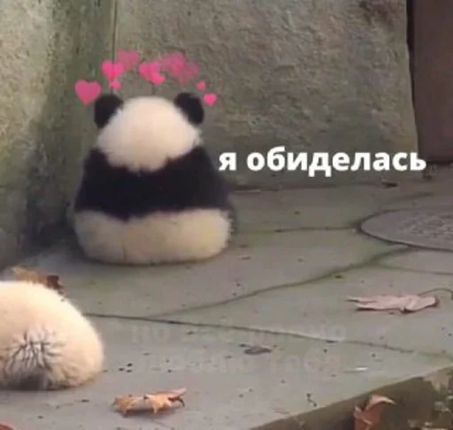 животное млекопитающее СМС