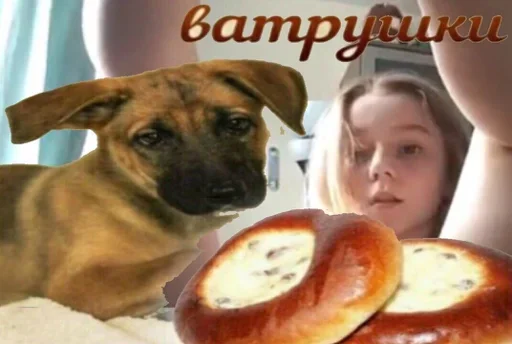 собака животное Человек