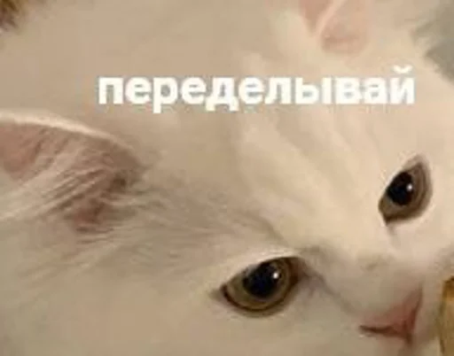 млекопитающее животное кошка