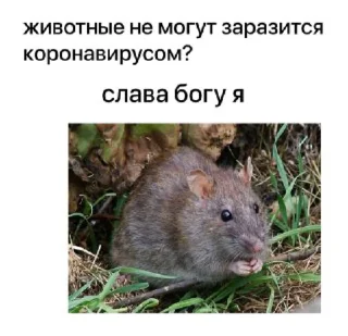 Стикер Kang pack by @mogillla - 9