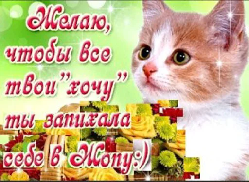 text small to medium-sized cats cat