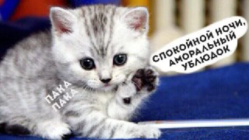 animal mammal small to medium-sized cats