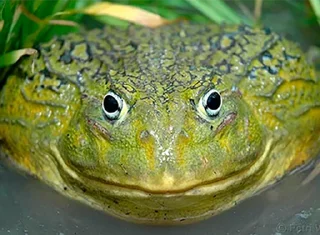 Стикер Kang pack by @es3n_in - 1