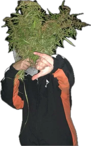 марихуяна - 