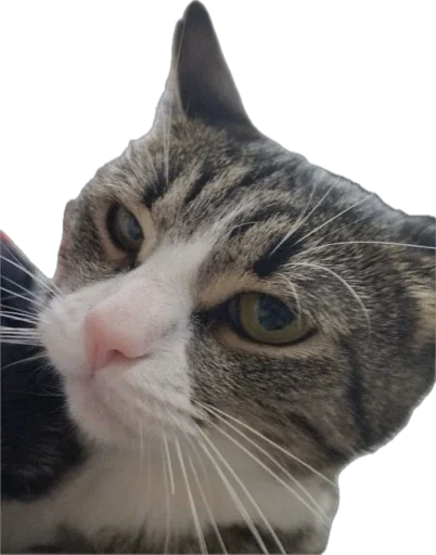 Стикер kann_biz - 1