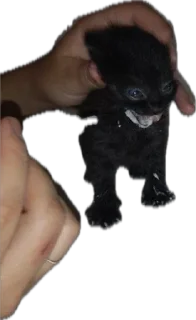 Sticker марихуяна - 9