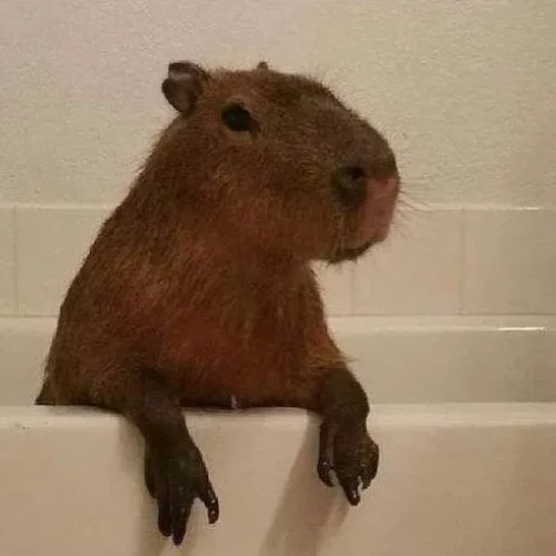 Sticker капібарочки - 10