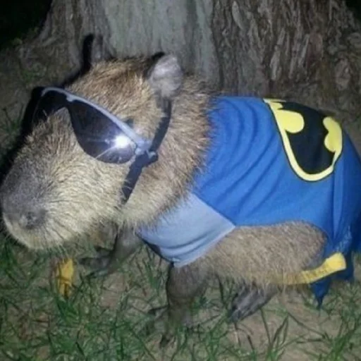 Sticker капібарочки - 8