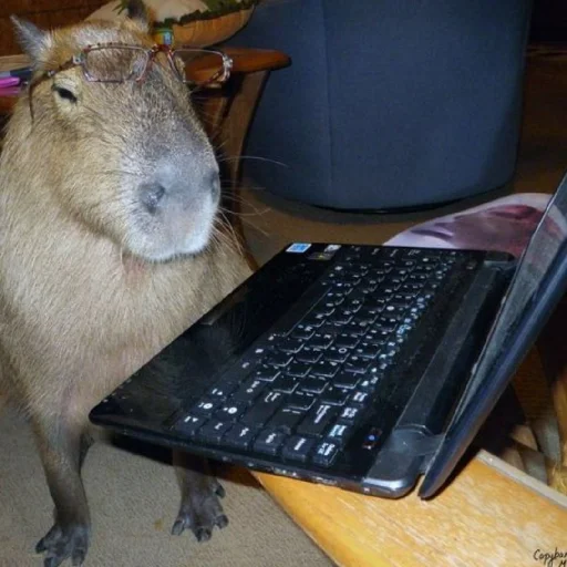 Sticker капібарочки - 7