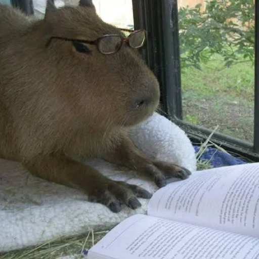 Sticker капібарочки - 6