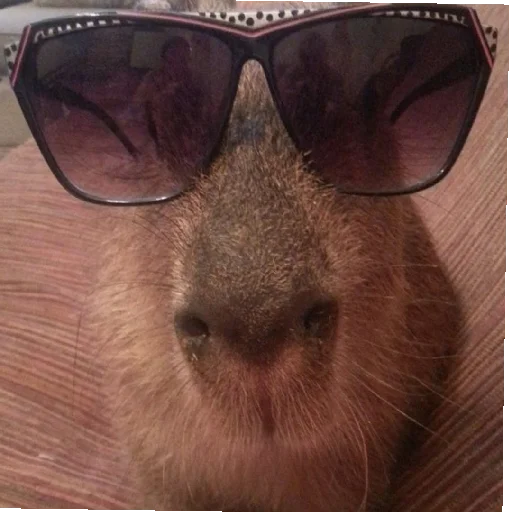 Sticker капібарочки - 5